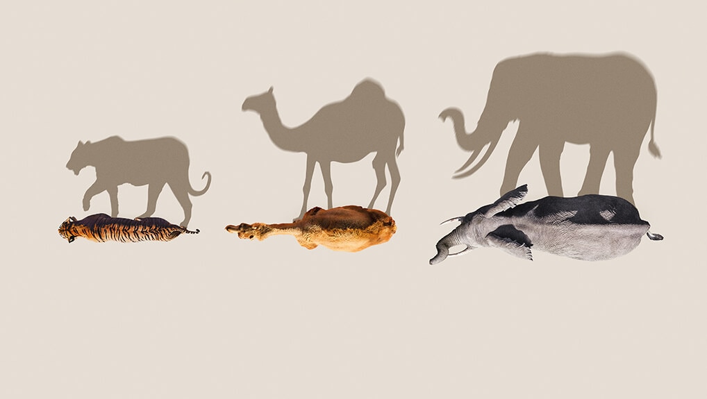 Mammals 