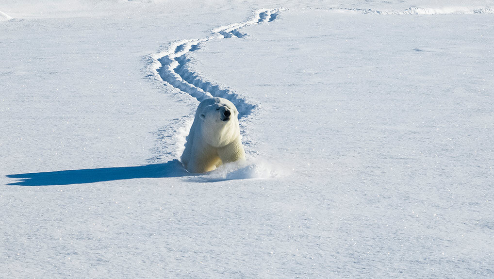 Mammals | BBC Nordic | BBC Nordic