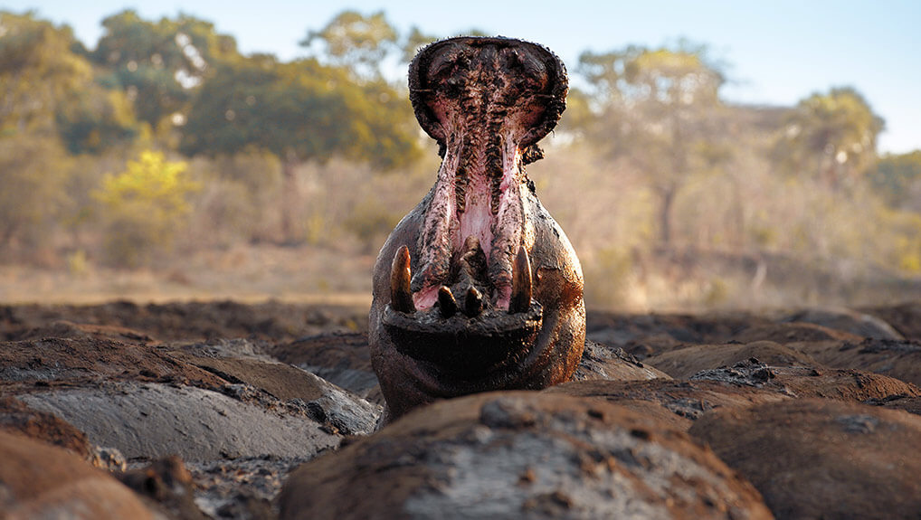 Mammals | BBC Nordic | BBC Nordic